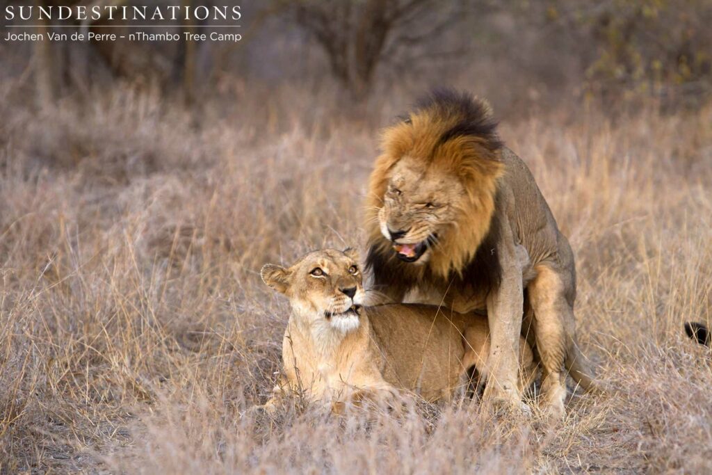 Mating interaction Mating interaction