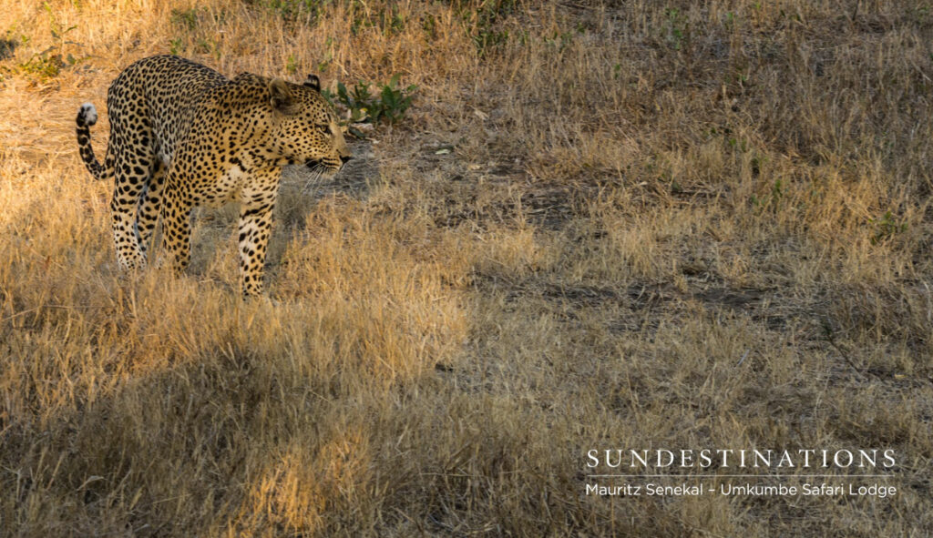 Mxabene Male Mxabene Male