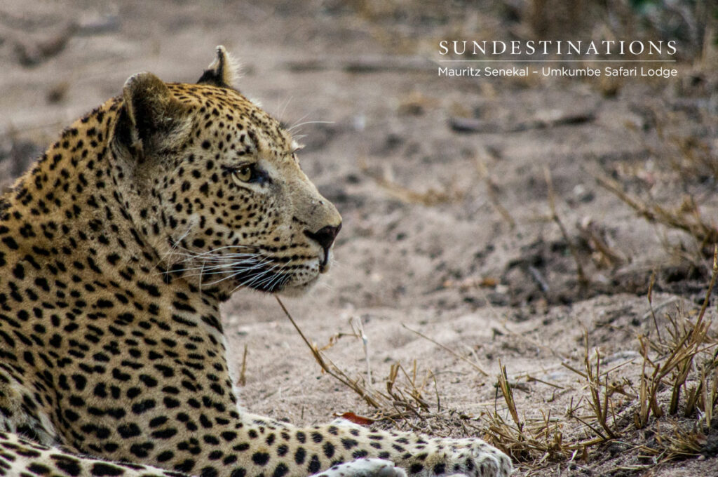 Mxabene Leopard Mxabene Leopard