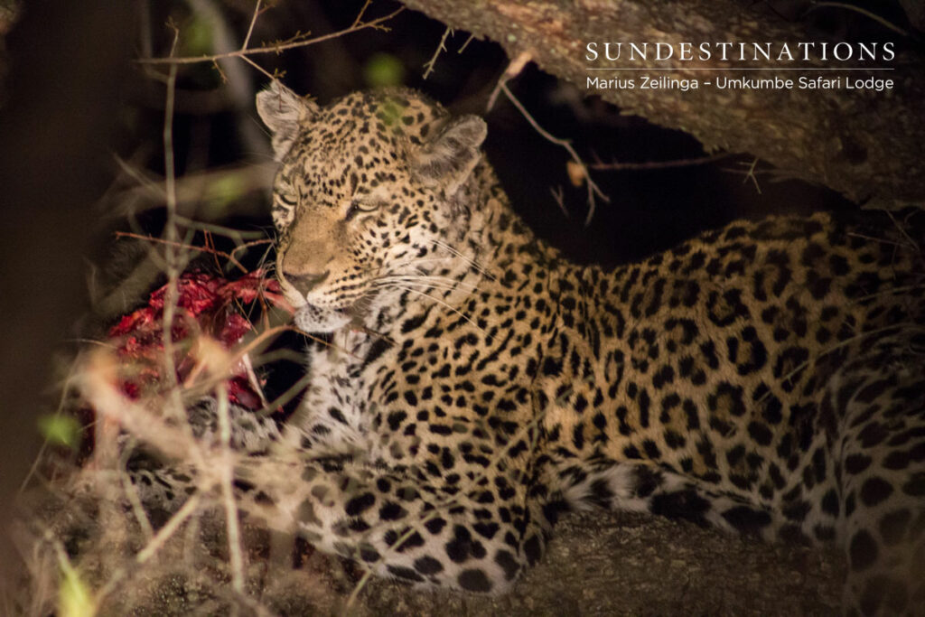 Nottens Leopard Kill Nottens Leopard Kill