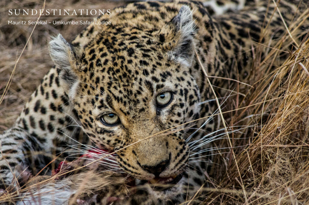 Nottens Kill Nottens Kill