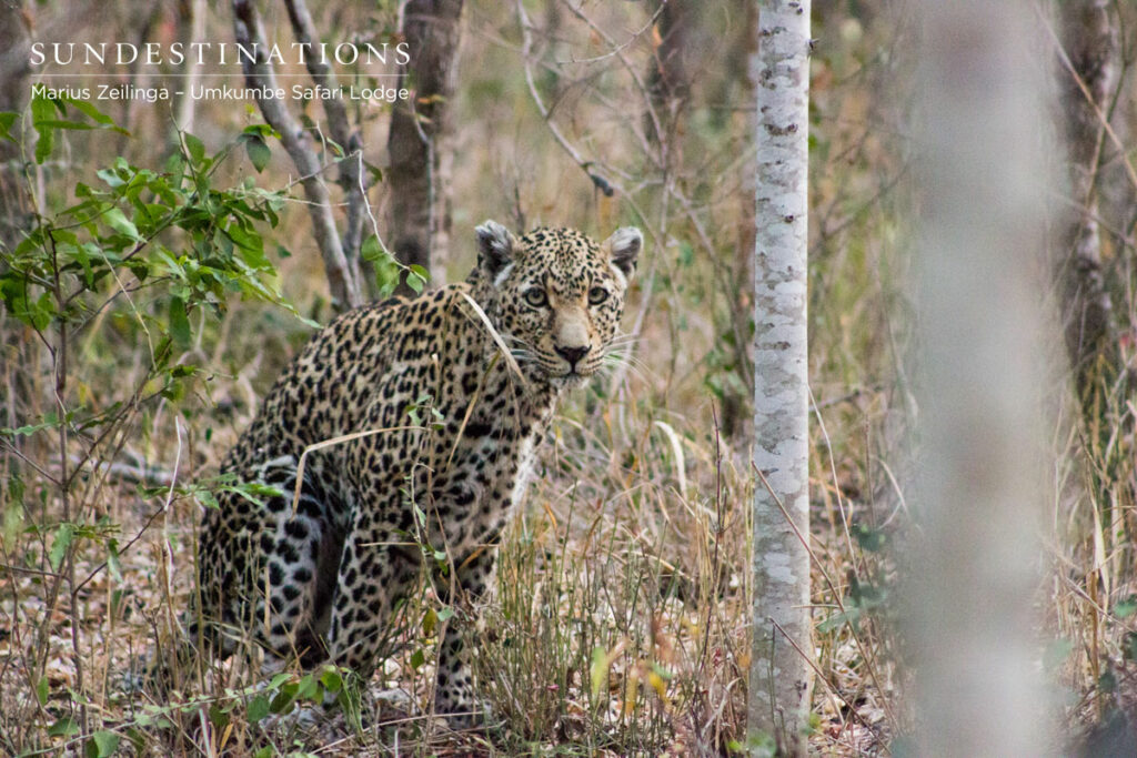 Nottens Leopard Nottens Leopard