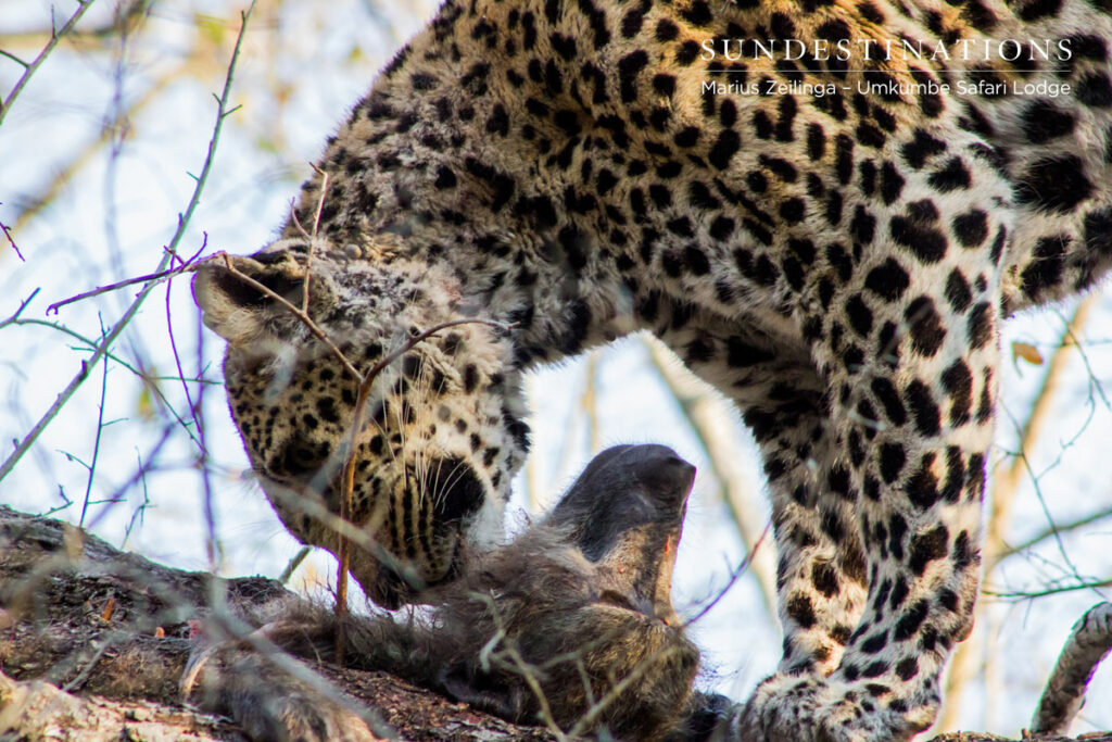 Nottens Kill Nottens Kill