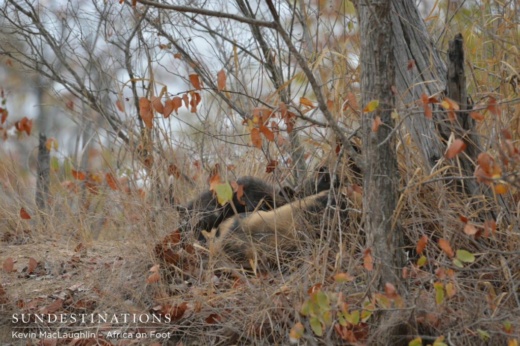 Wild Dog Pups Wild Dog Pups