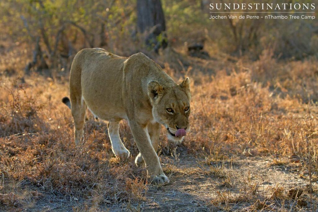 Full belly for this Ross lioness Full belly for this Ross lioness