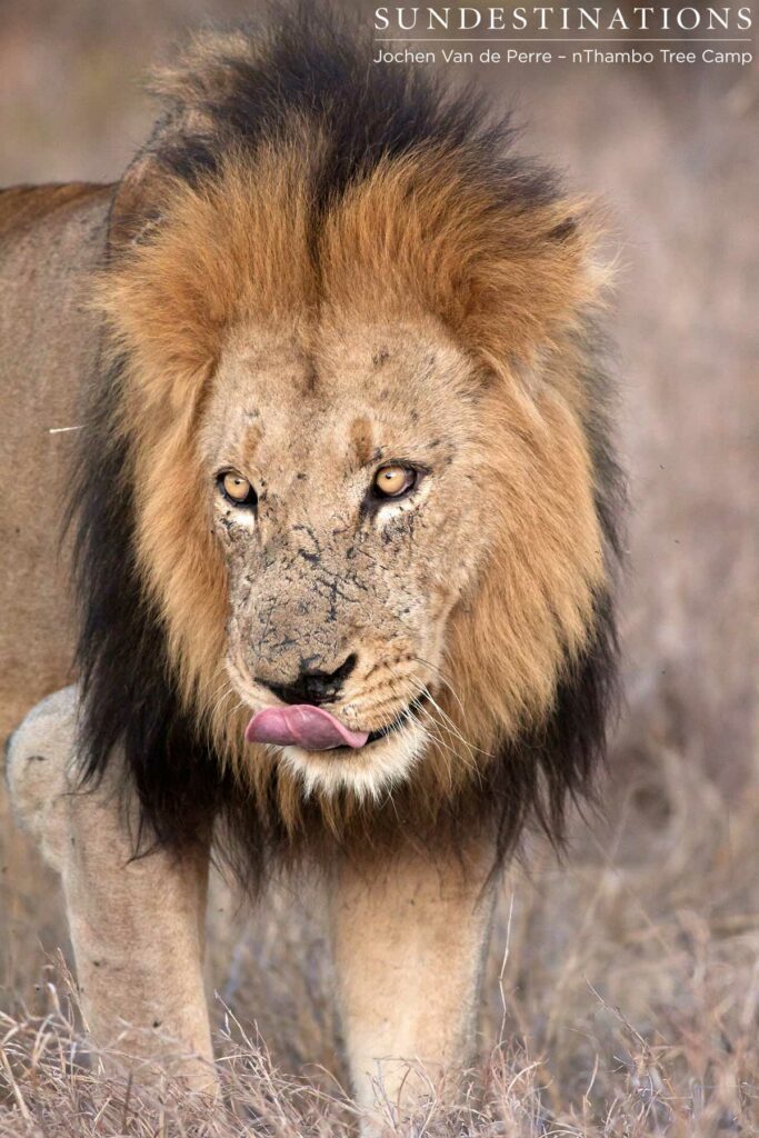 Portrait of a Trilogy male Portrait of a Trilogy male