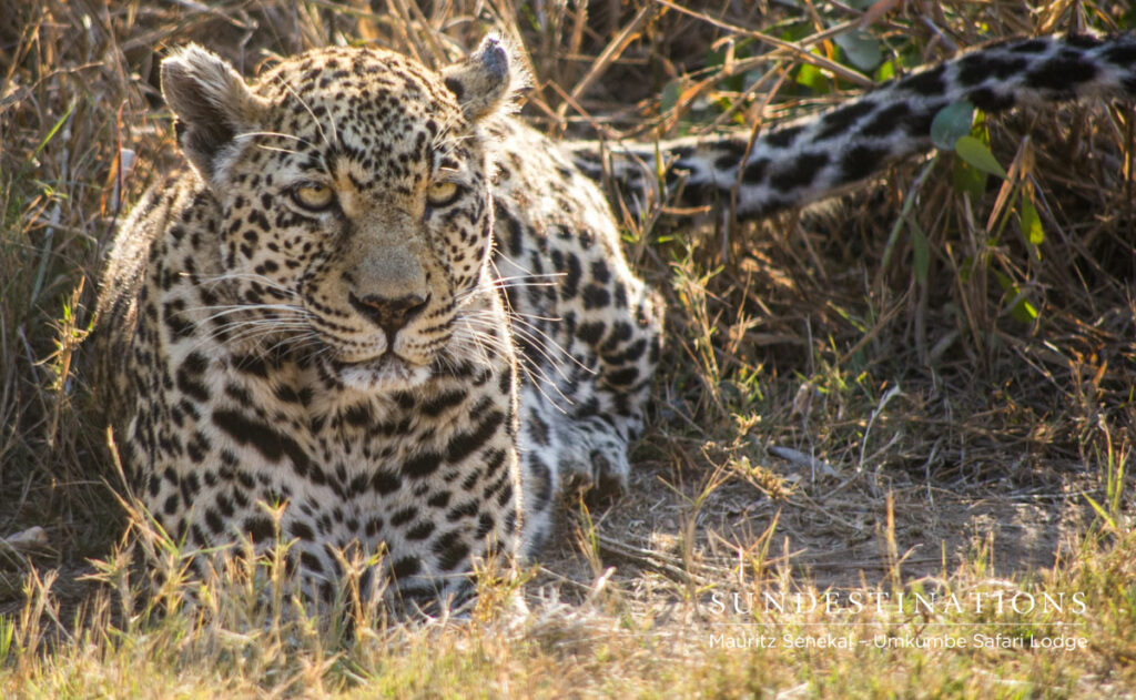 White Dam Female White Dam, the female leopard.