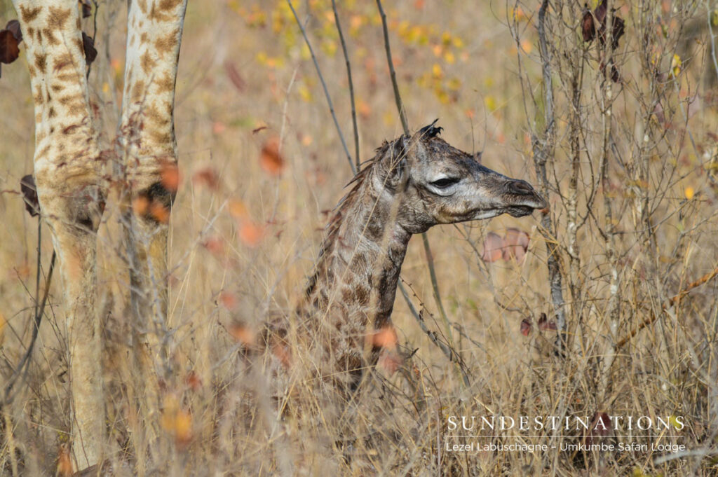Giraffe Calf Giraffe Calf