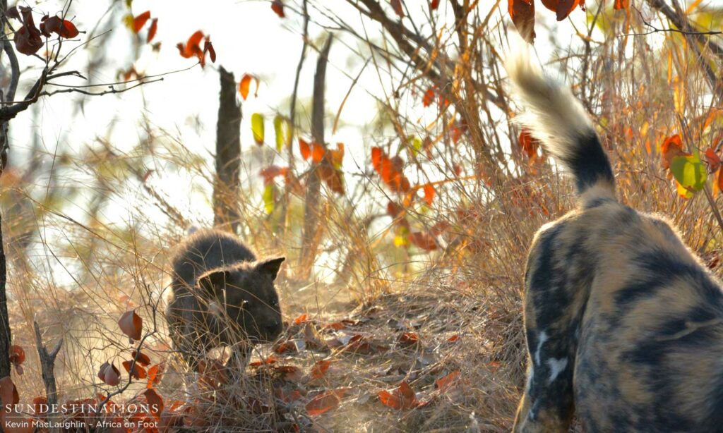 Chasing tail! Chasing tail!