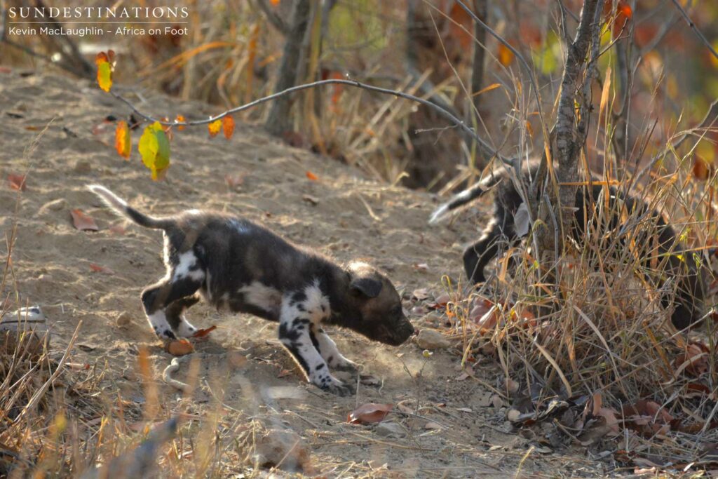 Pups sniffing out the den Pups sniffing out the den