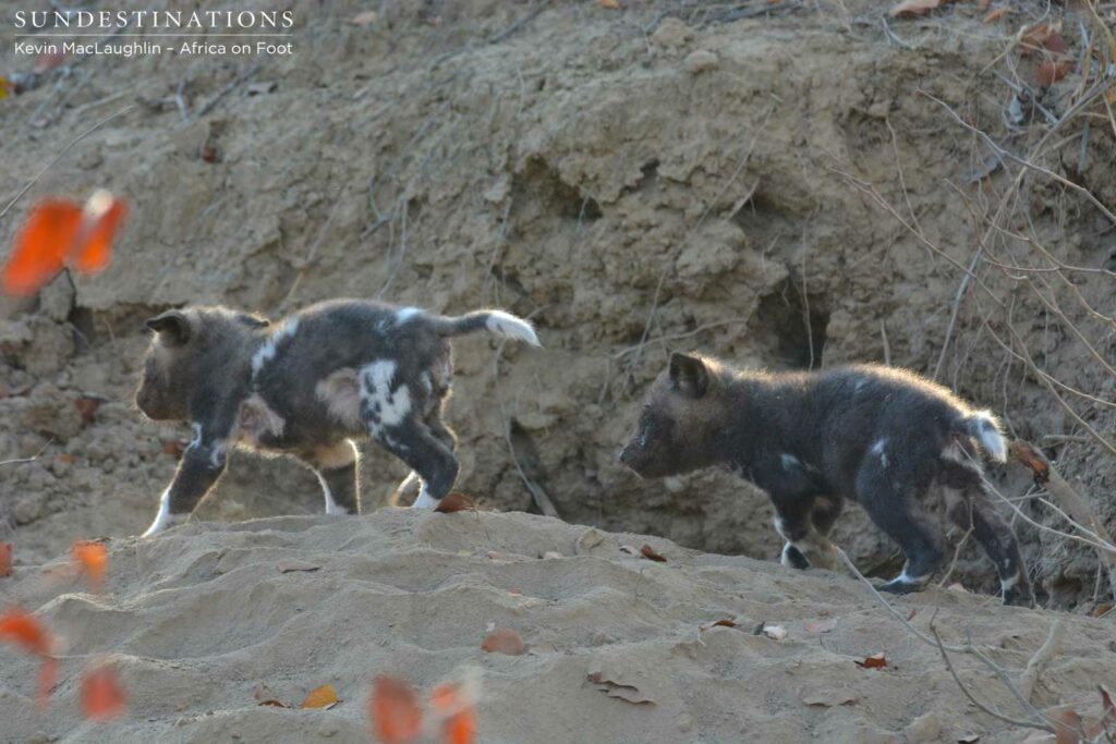 Pups chasing each other Pups chasing each other