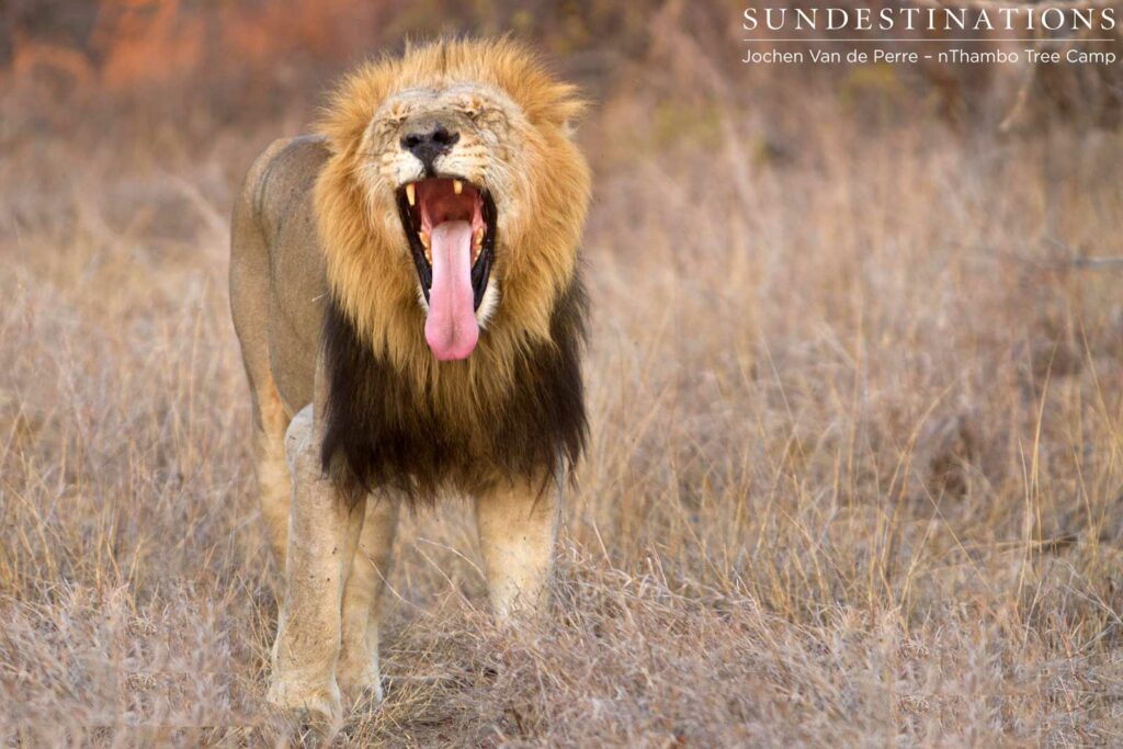 Mating is tiring work! Mating is tiring work!