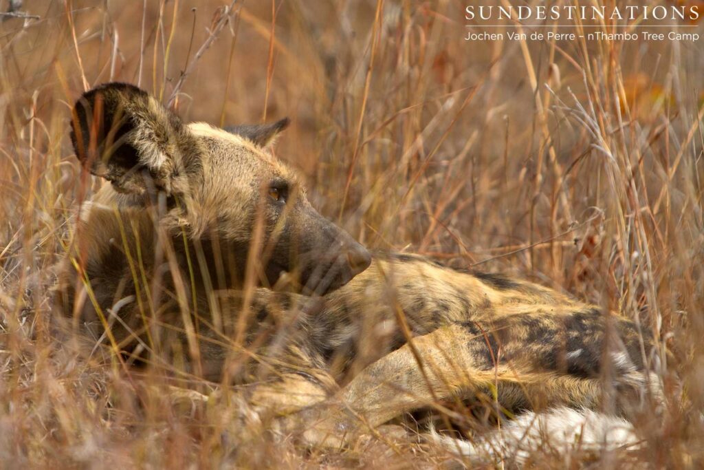 Wild dog lies in the grass near den site Wild dog lies in the grass near den site