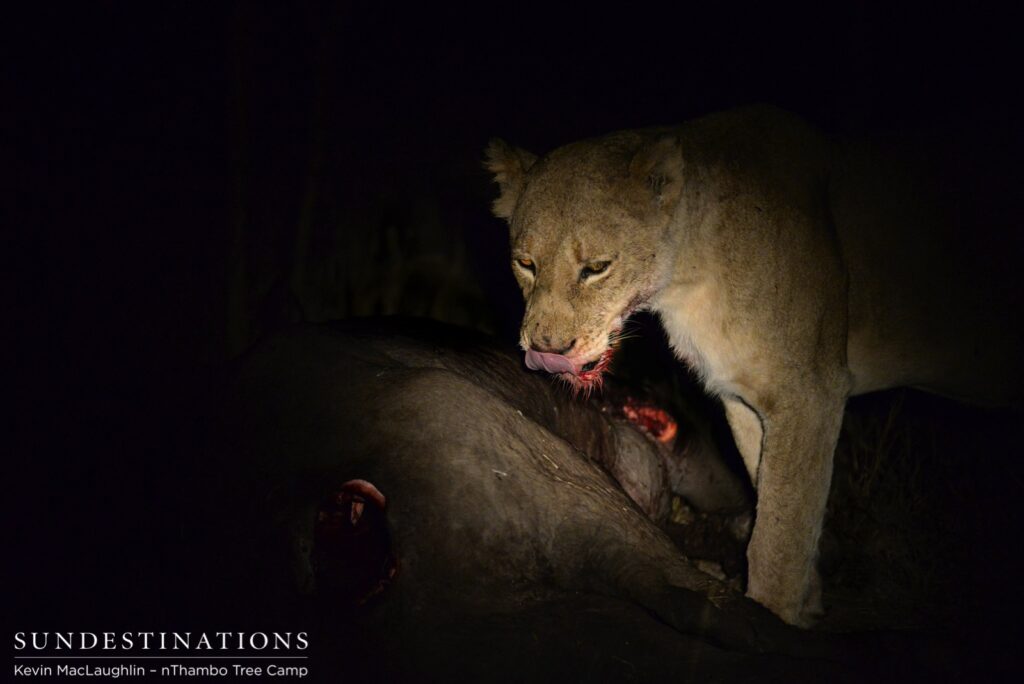 Ross breakaway lioness and buffalo kill at night Ross breakaway lioness and buffalo kill at night