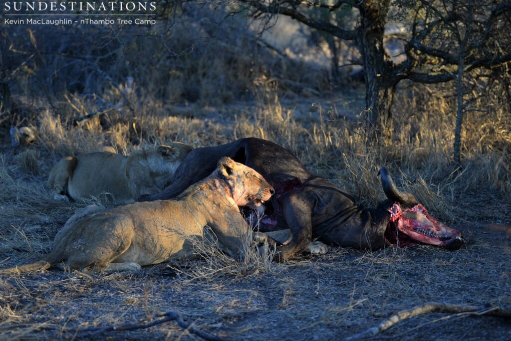 Unknown lioness feeding with Ross breakaway female Unknown lioness feeding with Ross breakaway female