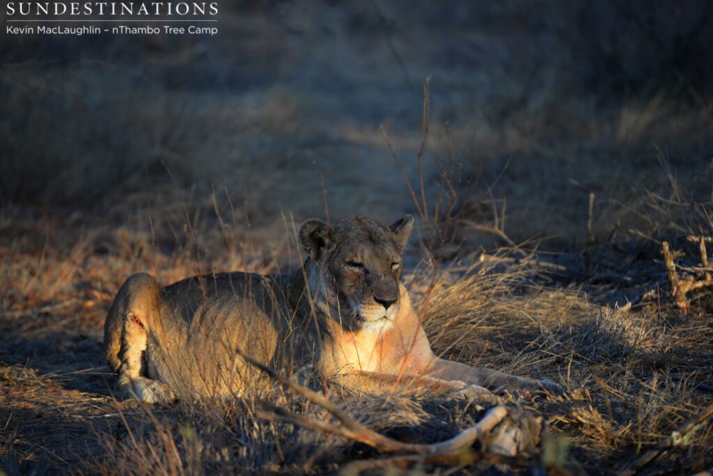 Injured Ross breakaway female Injured Ross breakaway female