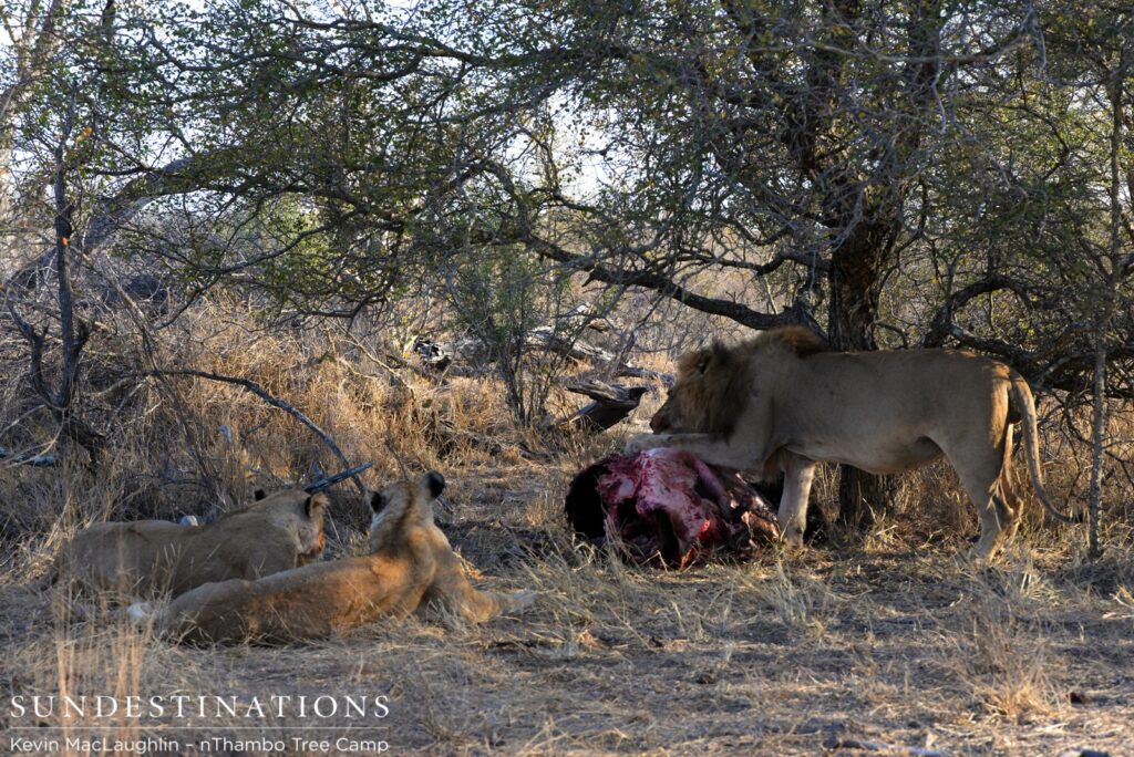 Trilogy male hogging the kill Trilogy male hogging the kill