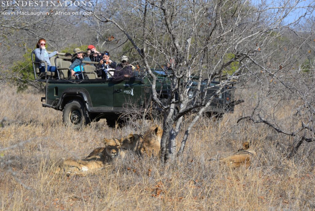 Ross pride in the shade Ross pride in the shade