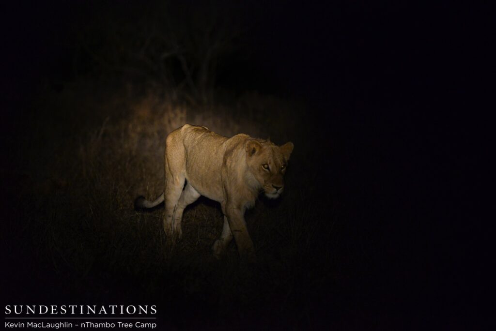 Ross pride young male in spotlight Ross pride young male in spotlight