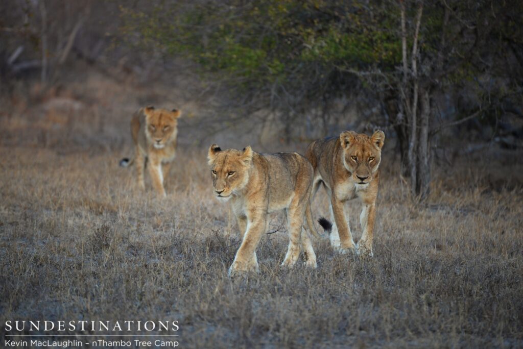 Ross pride hunting buffalo Ross pride hunting buffalo