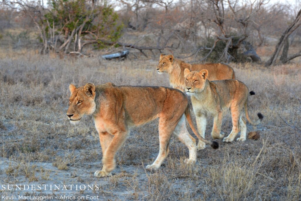 Ross pride on the hunt Ross pride on the hunt