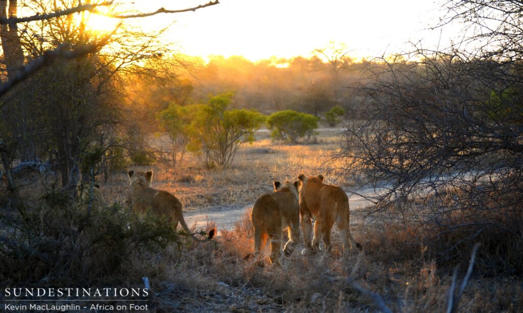Ross pride beginning to pursue buffalo Ross pride beginning to pursue buffalo