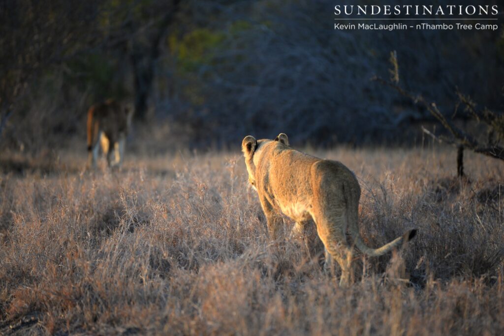 Ross pride heading for buffalo Ross pride heading for buffalo