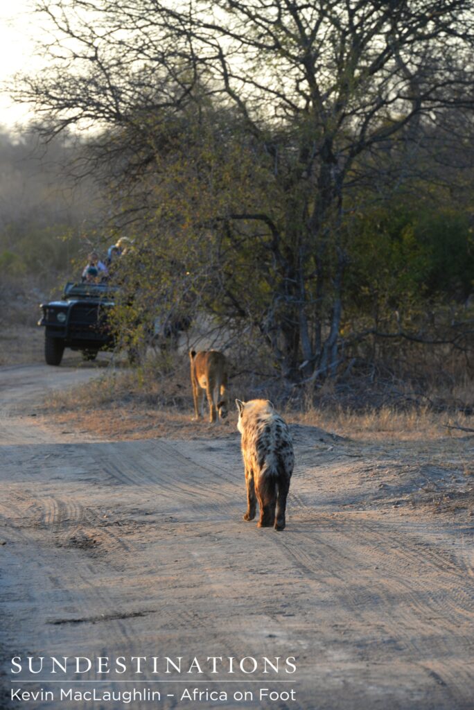 Ross Pride and hyena Ross Pride and hyena