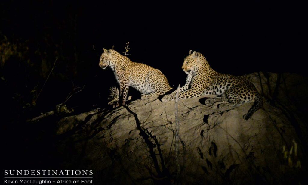 Leopard and cub alert to hyenas Leopard and cub alert to hyenas