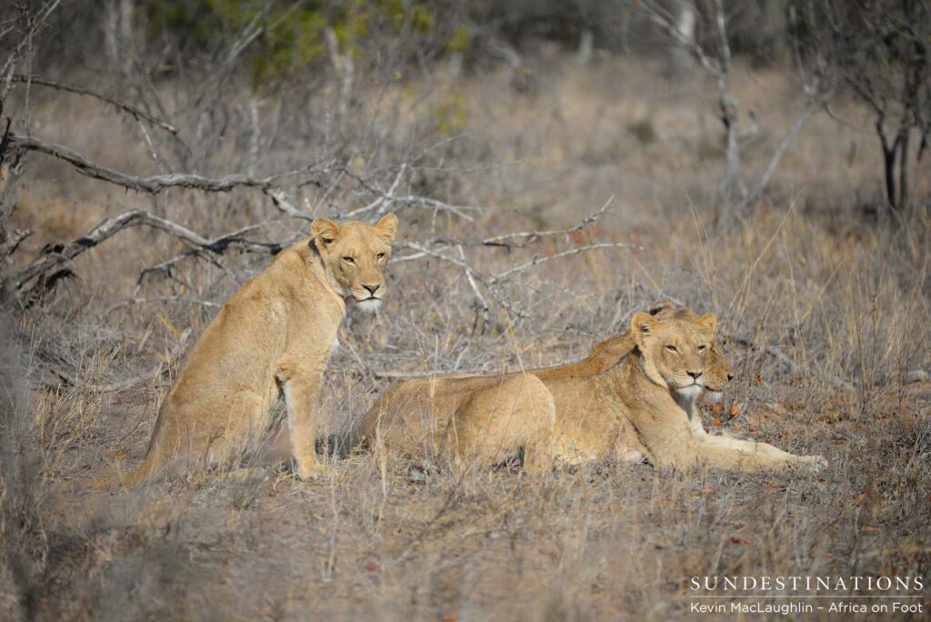 The Ross Pride at Africa on Foot The Ross Pride at Africa on Foot