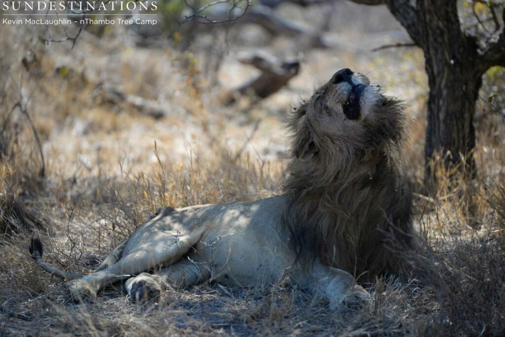 Trilogy shaking his mane Trilogy shaking his mane