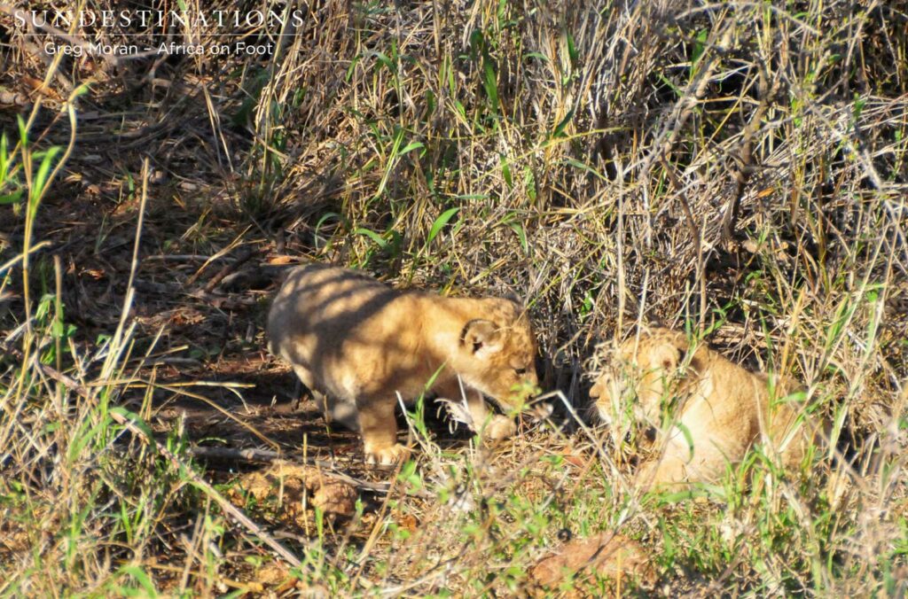2 Cubs born to one of the Ross breakaway lionesses 2 Cubs born to one of the Ross breakaway lionesses