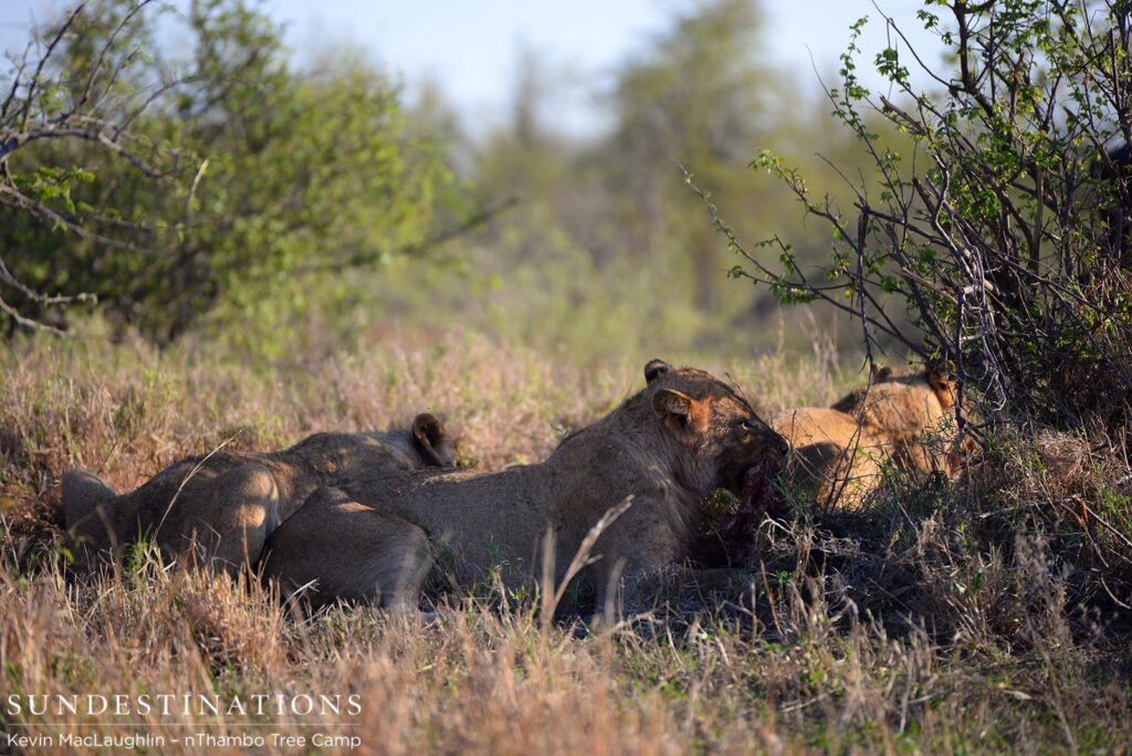 Ross Pride feeding on warthog Ross Pride feeding on warthog