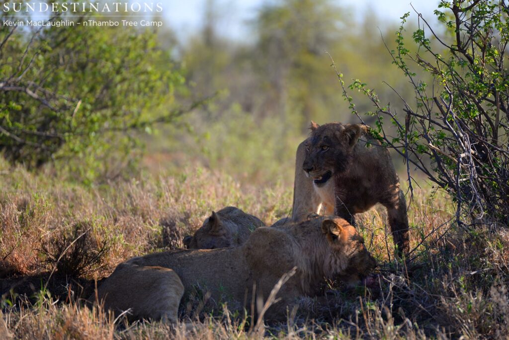 Ross Pride subadults on warthog kill Ross Pride subadults on warthog kill