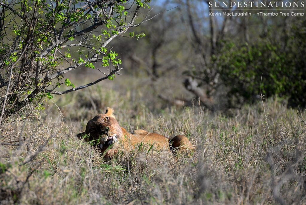 Ross Pride lioness chewing a warthog bone Ross Pride lioness chewing a warthog bone