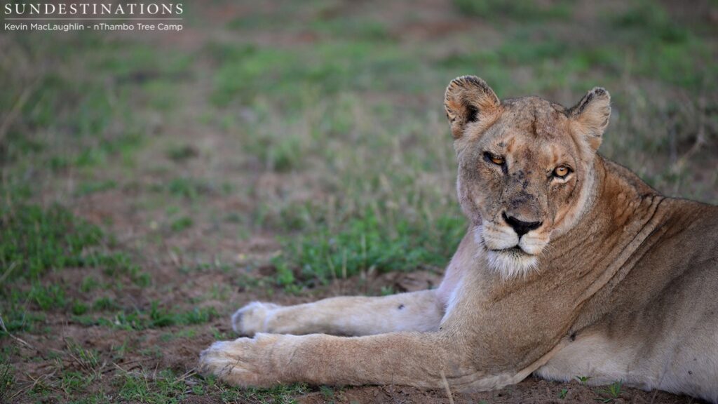 Ross Breakaway lioness calling to her sister Ross Breakaway lioness calling to her sister