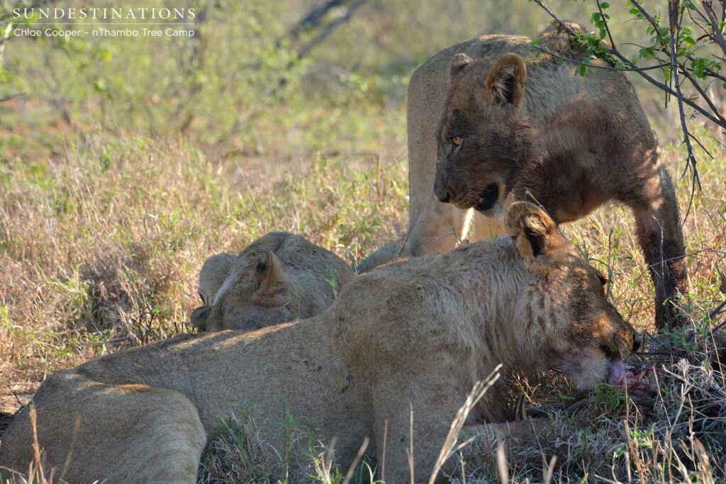 Ross Pride subadults Ross Pride subadults