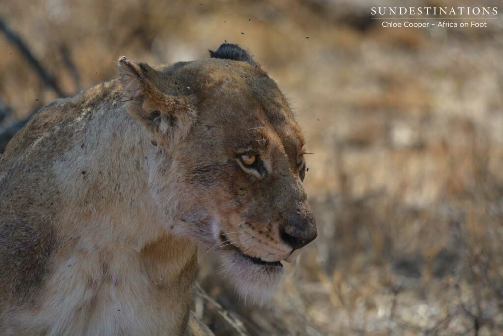 Ross lioness keeping off the carcass Ross lioness keeping off the carcass