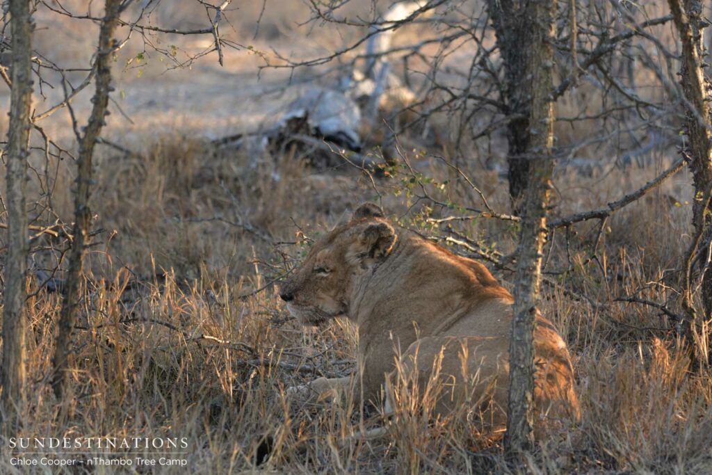 Ross lioness hanging back waiting to feed Ross lioness hanging back waiting to feed