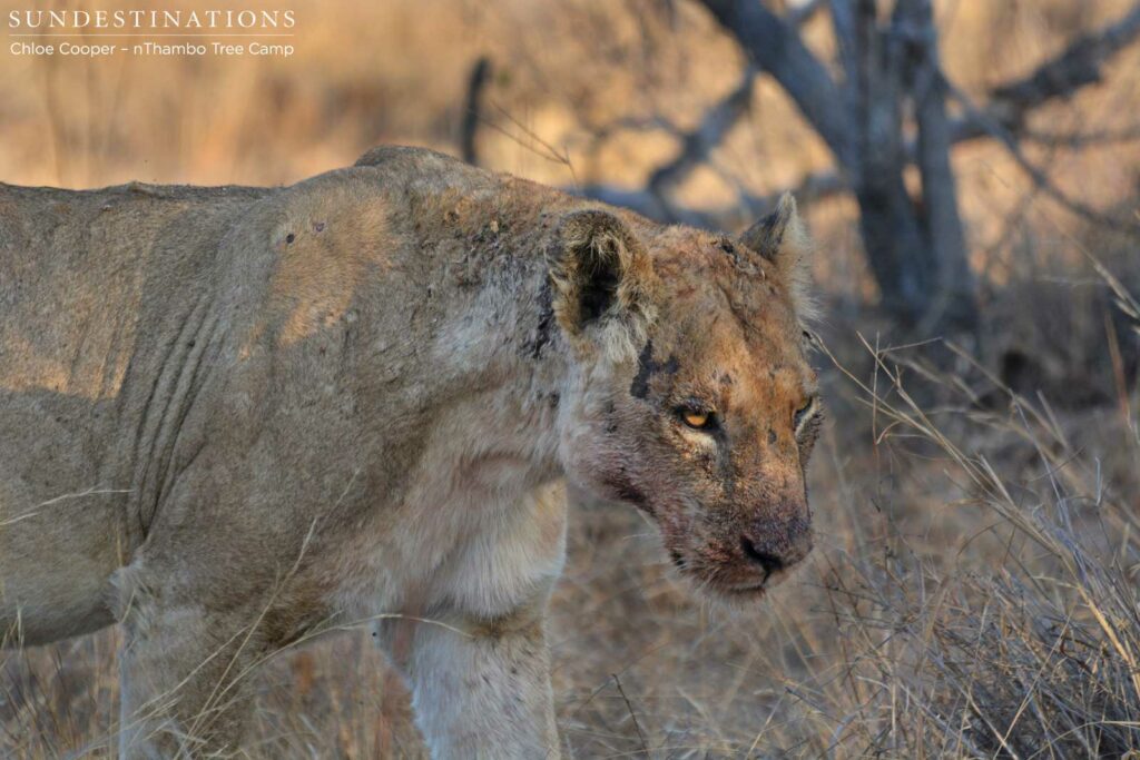 Third lioness joins the group and is determined to feed off the carcass Third lioness joins the group and is determined to feed off the carcass