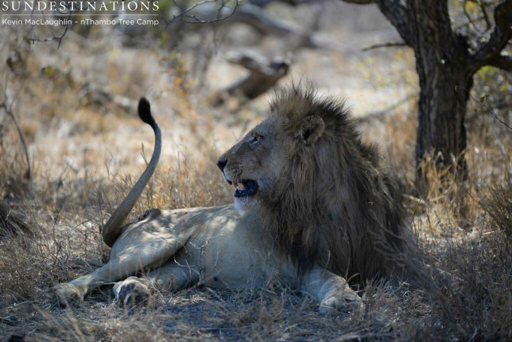 Trilogy male taking a break in the shade Trilogy male taking a break in the shade