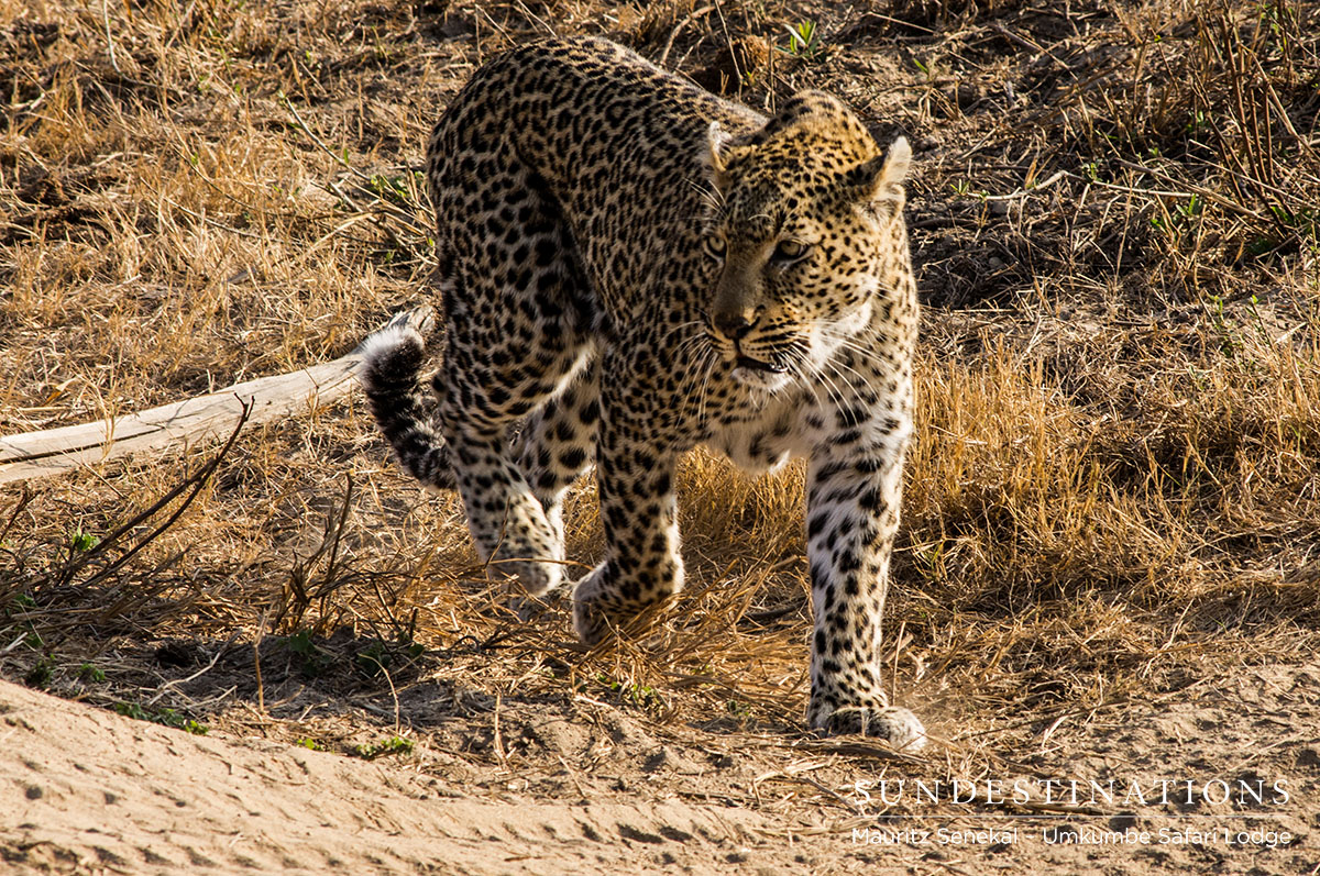 WarthogWallow WarthogWallow