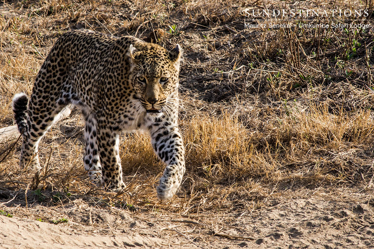 Warthog Wallow Leopardess Warthog Wallow Leopardess