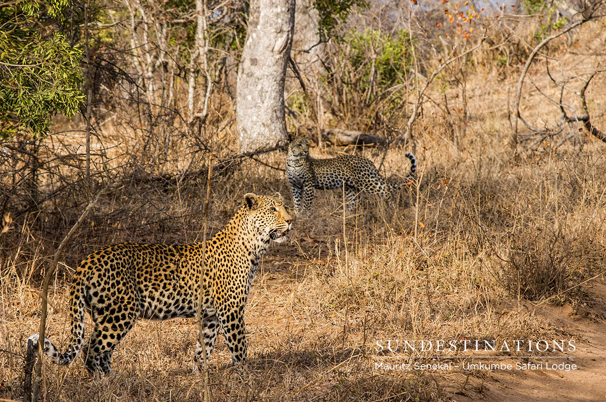 White Dam & Female Cub (3) White Dam & Female Cub