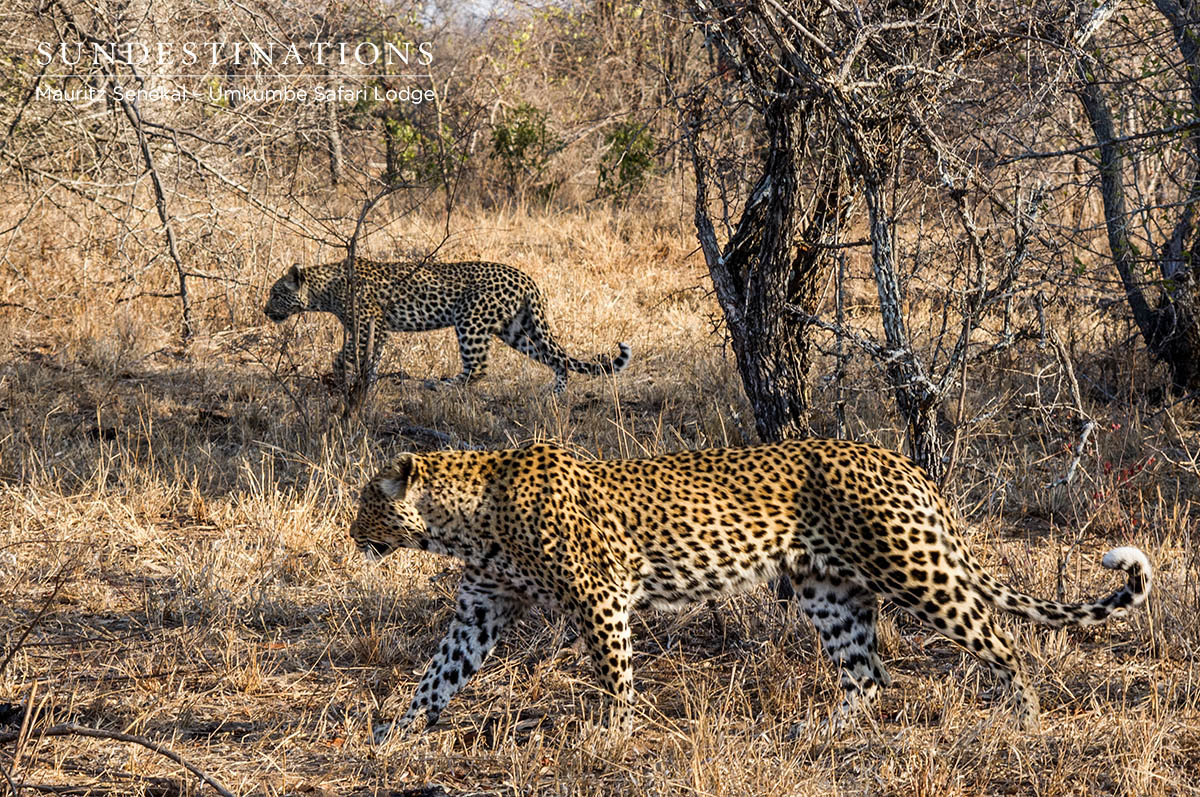 White Dam & Male Cub White Dam & Male Cub