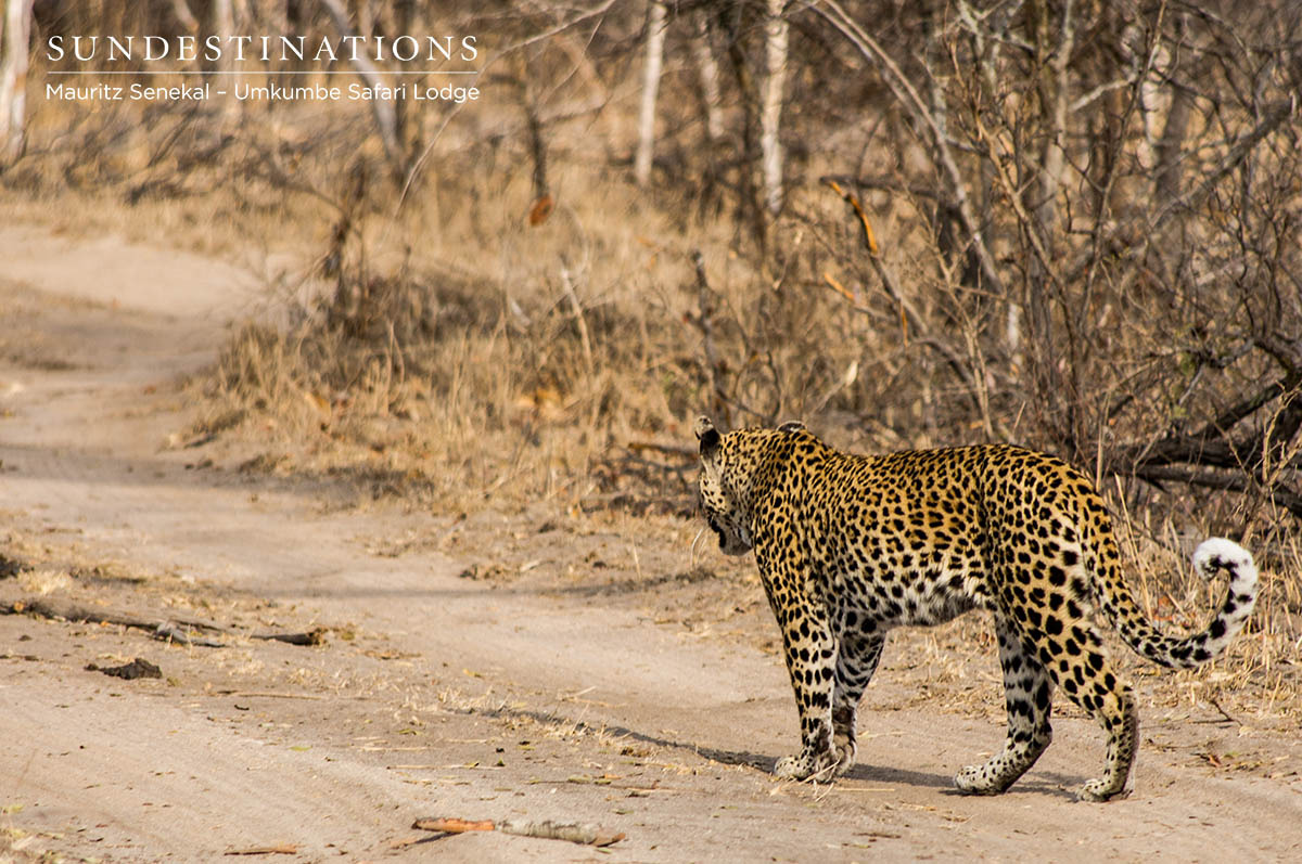 White Dam White Dam stalks prey with her two cubs