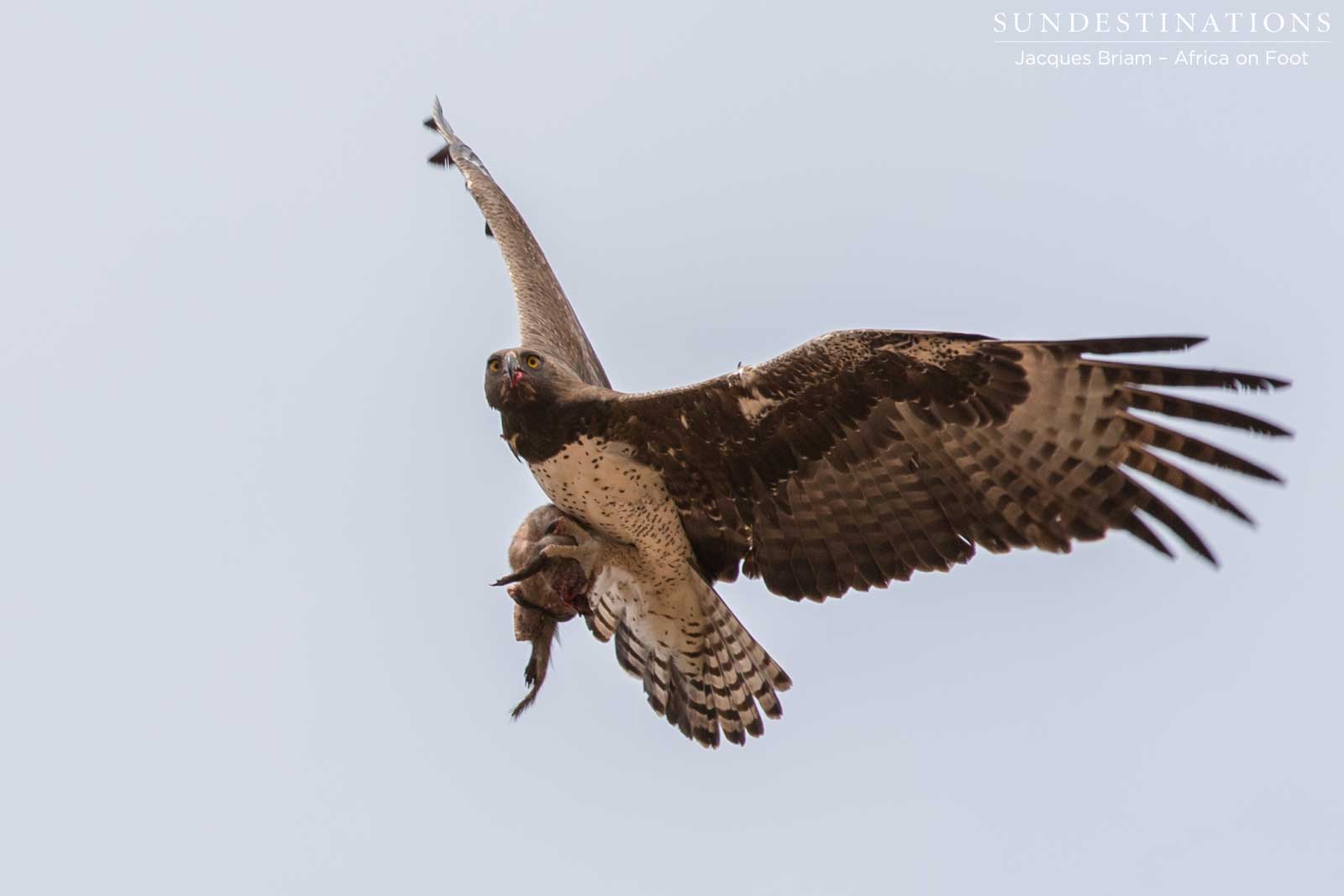Black-chested snake eagle with its prey in its clutches Black-chested snake eagle with its prey in its clutches