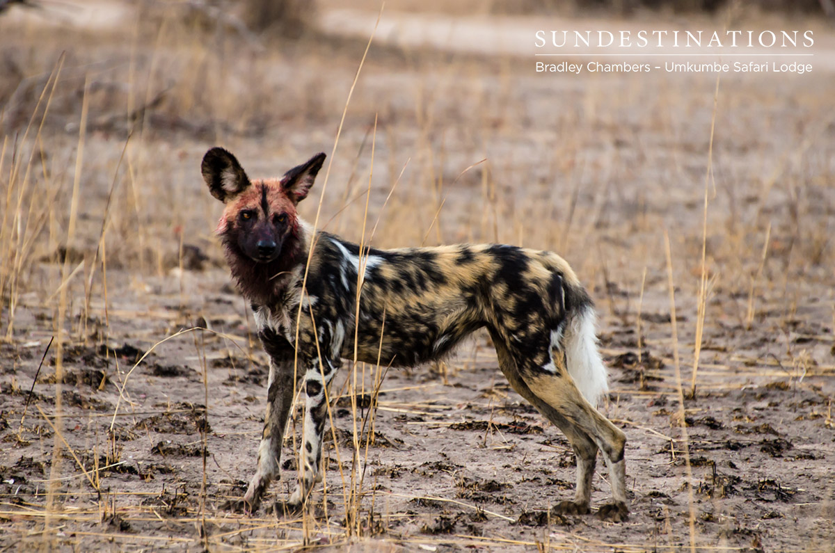 Wild Dogs - Umkumbe Safari Lodge Wild Dogs - Umkumbe Safari Lodge