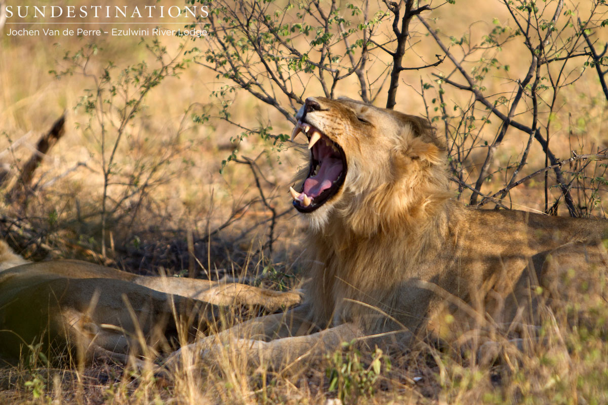 Male Lion Yawning Young male from the Balule pride yawning.