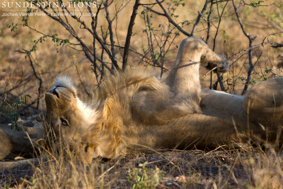 Balule Pride Big Cats Balule Pride Big Cats